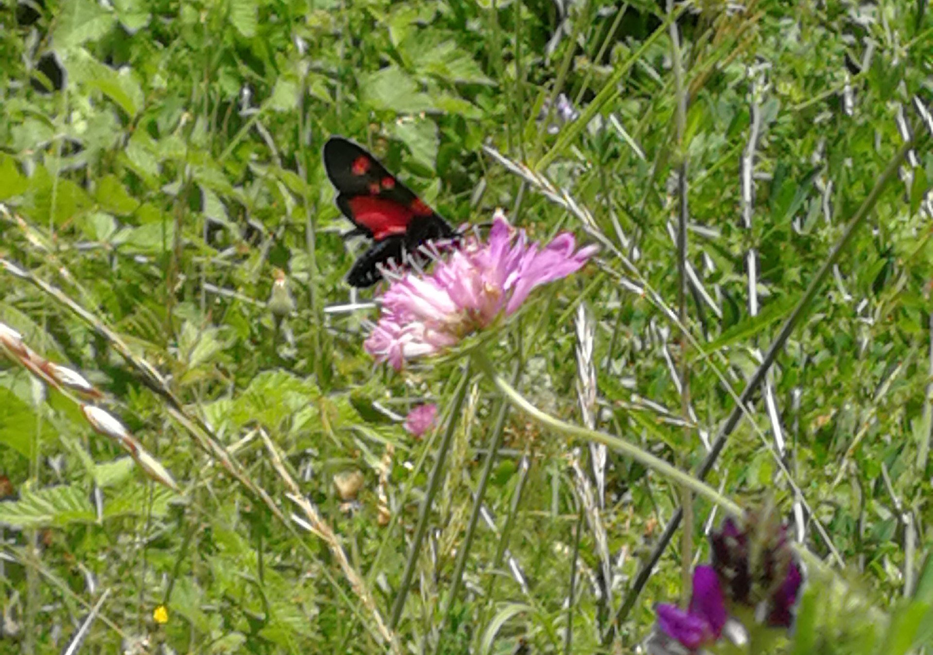 Fiori Percorsi